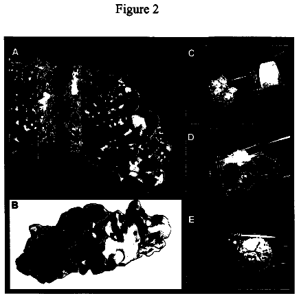 Drawing sheet 2 of US 8,507,778 B2