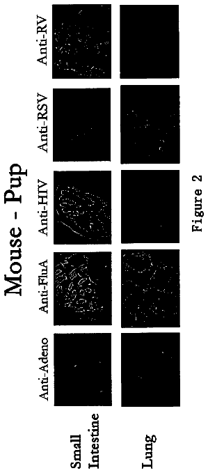 Drawing sheet 2 of US 8,535,665 B2