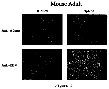 Drawing sheet 5 of US 8,535,665 B2