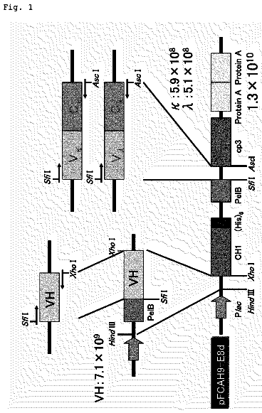 Drawing from US 8,540,987 B2