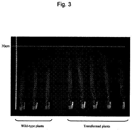 Drawing sheet 7 of US 8,575,428 B2