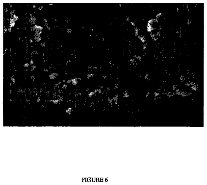 Drawing sheet 6 of US 8,663,690 B2