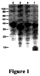 Drawing from US 8,674,077 B2