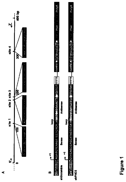 Drawing from US 8,680,064 B2