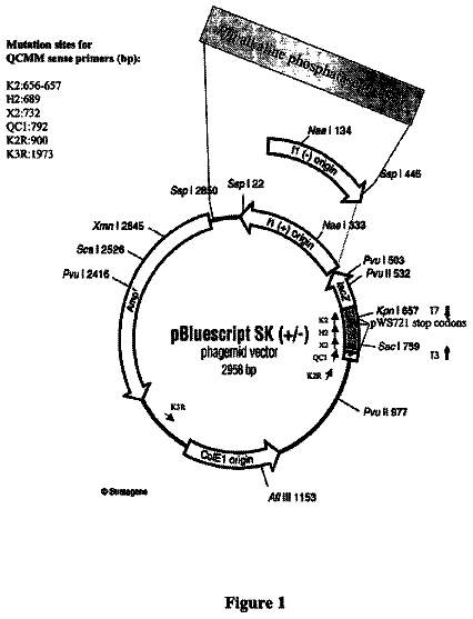 Drawing from US 8,685,676 B2