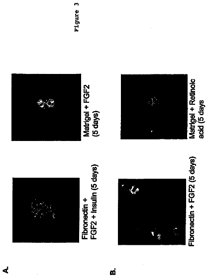 Drawing sheet 3 of US 8,691,207 B2
