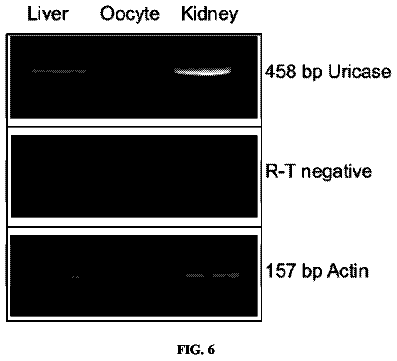 Drawing sheet 6 of US 8,722,338 B2