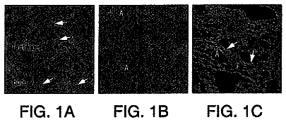 Drawing from US 8,741,584 B2