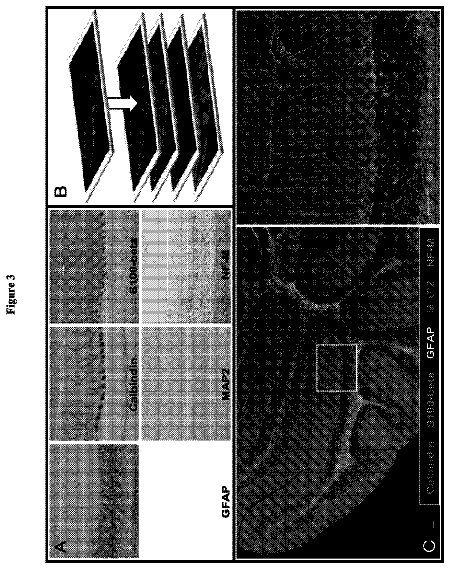 Drawing sheet 3 of US 8,753,824 B2