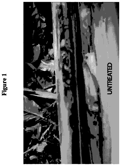 Drawing from US 9,770,036 B2