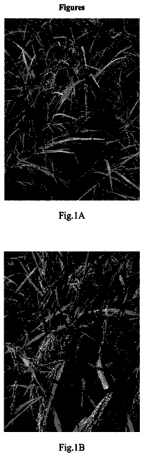 Drawing sheet 1 of US 9,775,299 B2