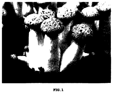 Drawing sheet 1 of US 9,781,899 B2