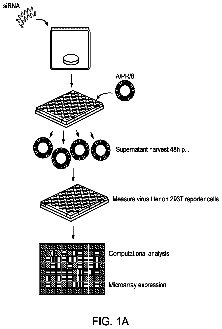 Drawing from US 9,901,631 B2