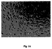 Drawing from US 9,944,676 B2