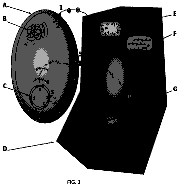 Drawing from US 9,968,645 B2