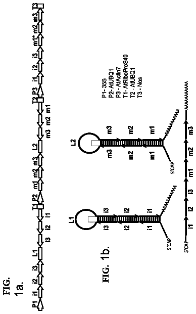 Drawing from US 9,970,022 B2